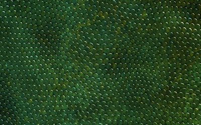 vert de peau de serpent, close-up, peau de reptile, serpent texture de la peau, serpent vert, macro, de cuir, de milieux, de la peau de serpent