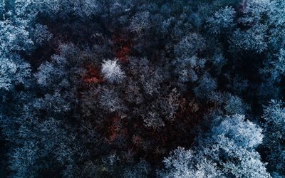 dense forest, winter, top view, snow
