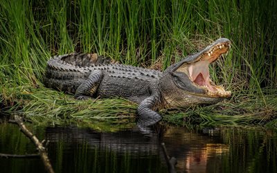 alligator, rovdjur, krokodil, sj&#246;n