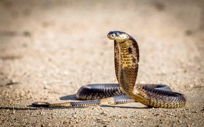 cobra, &#246;knen, farlig orm, ormar