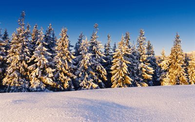 winter, morning, mountains, forest, snow, trees