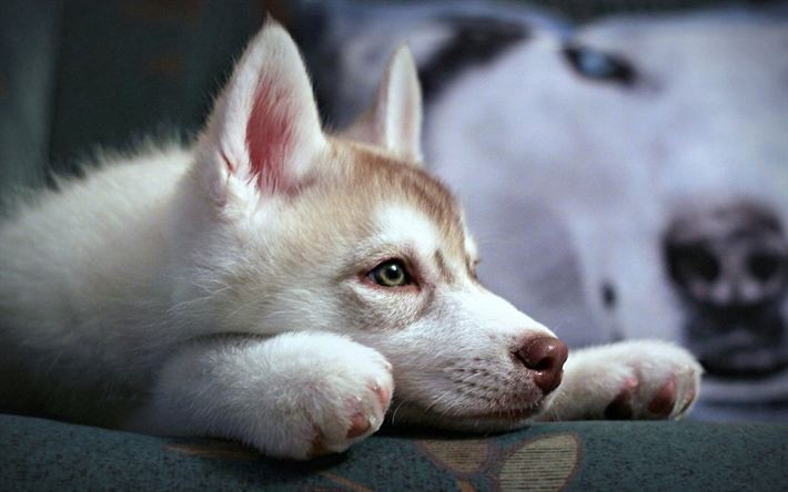 Husky chiot, petit chien, animal de compagnie, chien blanc