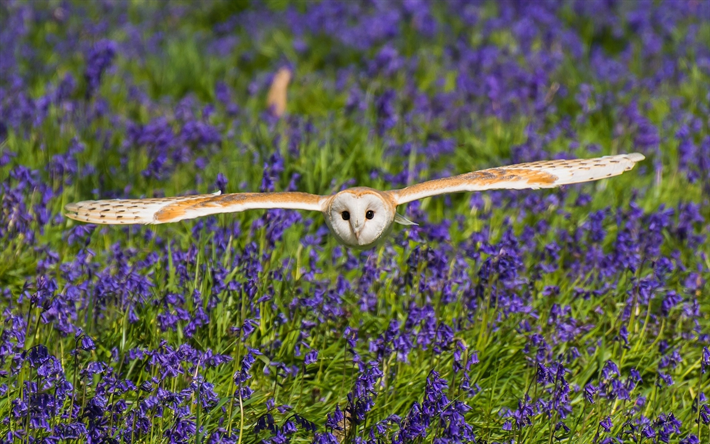Barn Owl, wildilfe, Kyrkan Uggla, Tyto alba