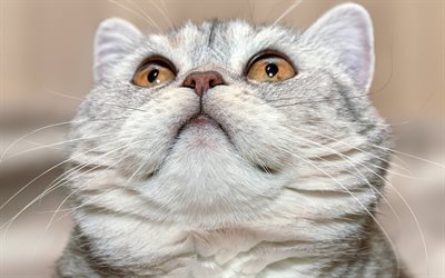grandes mullidas gato Scottish Fold, retrato, gato dom&#233;stico, de ojos grandes