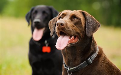 Labrador, domestic dog, retriever, black dog, brown dog