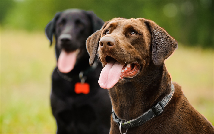labrador, domestic dog, retriever, schwarzer hund, brauner hund