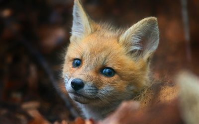 pequeno fox, animais da floresta, a vida selvagem, raposas