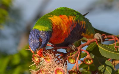 G&#246;kkuşağı Lori, renkli kuş, papağan, Avustralya, Trichoglossus moluccanus