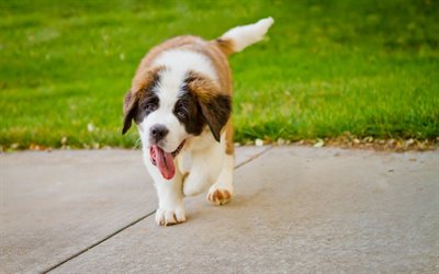 St Bernard, small puppy, dog dogs, cute animals, puppies of large dogs