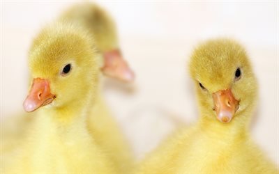 little ducks, chick, little birds, ducks, close-up