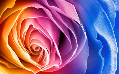 multi-colored rosebud, colored abstraction, colorful flower, rose