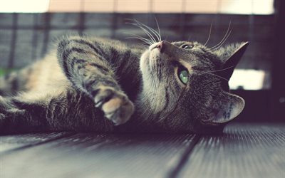 cinza gato dom&#233;stico, animais de estima&#231;&#227;o, gatos, olhos verdes, gato bonito