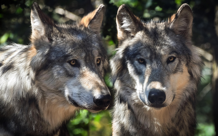 lobos, predadores, a vida selvagem, animais da floresta