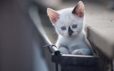 bianco gattino piccolo, carino animali, gatti, naso nero
