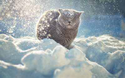 British Shorthair Cat, winter, snowdrift, gray cat, cute animals, cats, domestic cat, British Shorthair