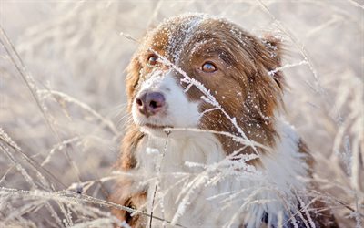 Aussie, domestic dog, Australian Shepherd, winter, snow, dogs