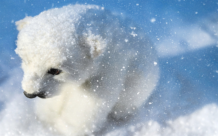 4k, Oso Polar, cub, el oso, el oso de peluche, Ursus maritimus, oso blanco, fauna silvestre, invierno