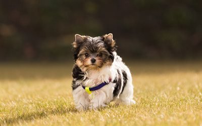 biewer terrier, cute little dog, decorative breeds of dogs, pets, dogs, cute animals