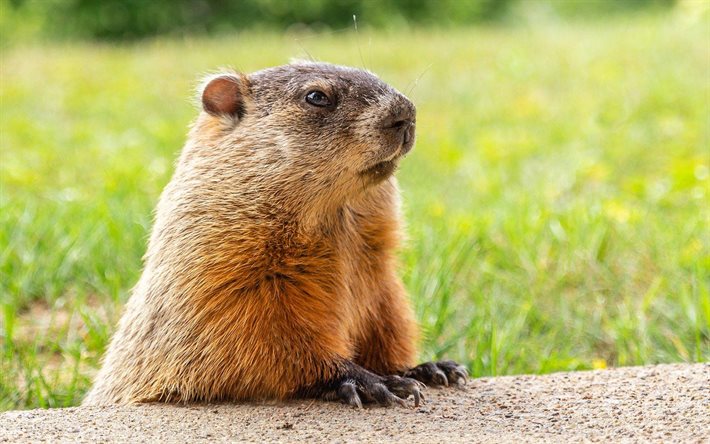 Dia Da Marmota, 2 de fevereiro, Marmota na grama, marmota, Feliz Dia Da Marmota, Marmota, EUA