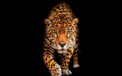 jaguar, raubtiere, schwarzer hintergrund