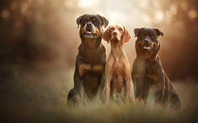 Scent hound, Rottweiler, big dogs, autumn, pets, dogs
