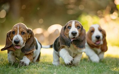 basset hound, small puppies, funny dogs, cute animals, pets, dogs, english breed of dogs