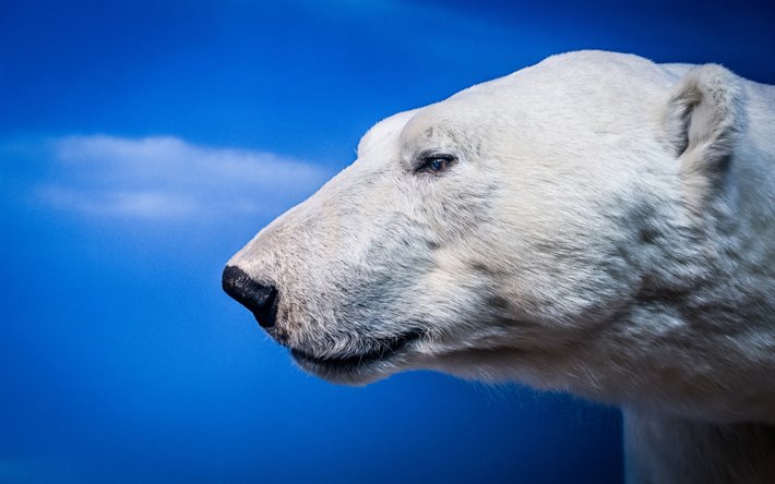 polar bear, bl&#229; bakgrund, rovdjur, bj&#246;rnar, Antarktis, vilda djur