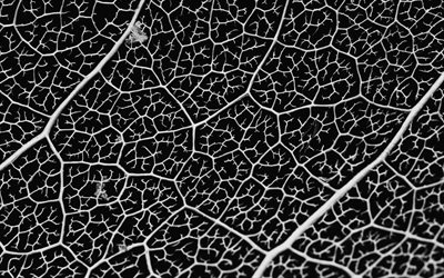 textura de folha preta, textura preto e branco, fundo de folha, monocrom&#225;tico de textura de folha