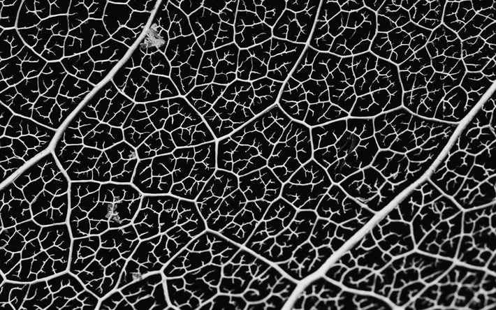 Download Wallpapers Black Leaf Texture Black And White Texture Leaf Background Leaf Texture Monochrome For Desktop Free Pictures For Desktop Free