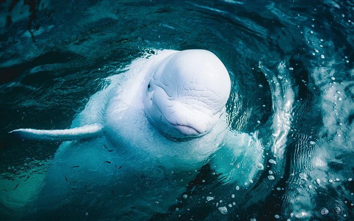 Beluga balinası, Arktik Okyanusu, beyaz balina, okyanus, balinalar, yaban hayatı, Beluga