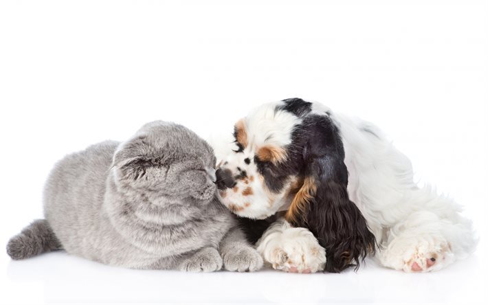 cat and dog, friendship, cute animals, Cocker Spaniel, Cats