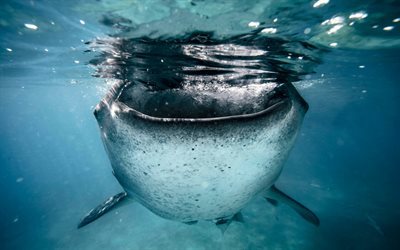 El tibur&#243;n ballena, los depredadores, los tiburones, oc&#233;ano, mar