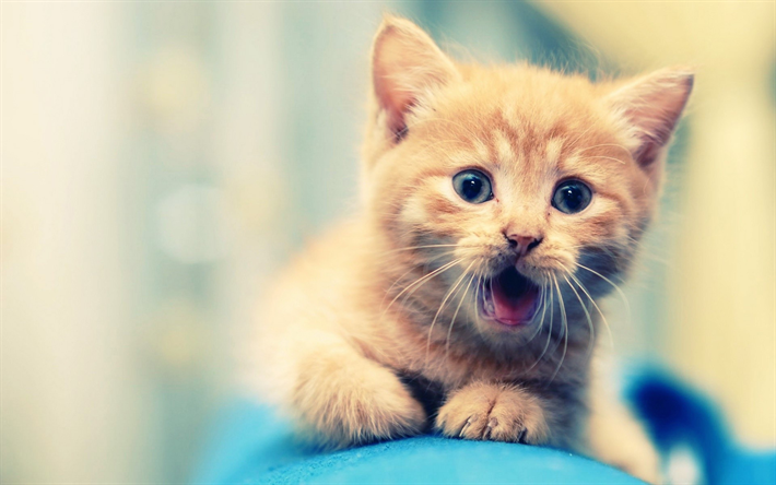 zencefil yavru kedi, sevimli hayvanlar, zencefil kedi, kedi