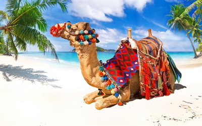 camel, beach, tropical islands, summer, sea, sand, travel concepts