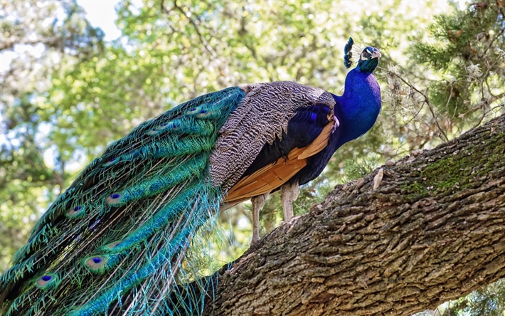 peacock, beautiful bird, chic tail, feathers, birds