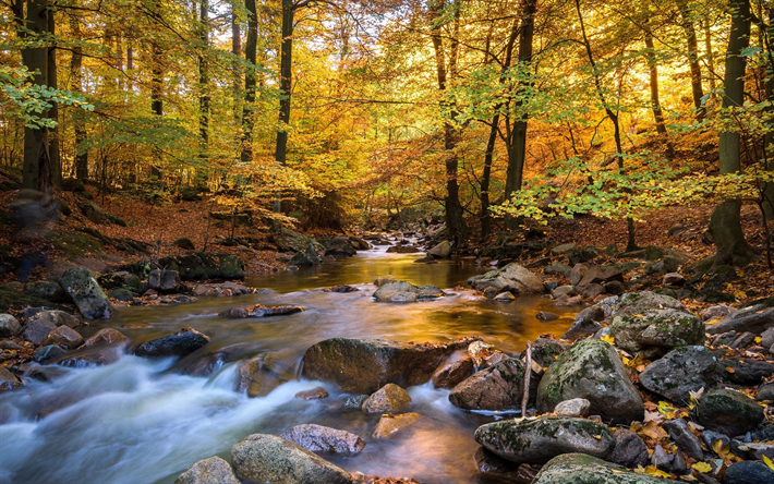 autunno, paesaggio, fiume, giallo, alberi, foresta, pietre