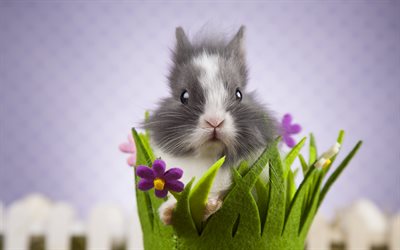 rabbit, cute animals, pets, gray rabbit