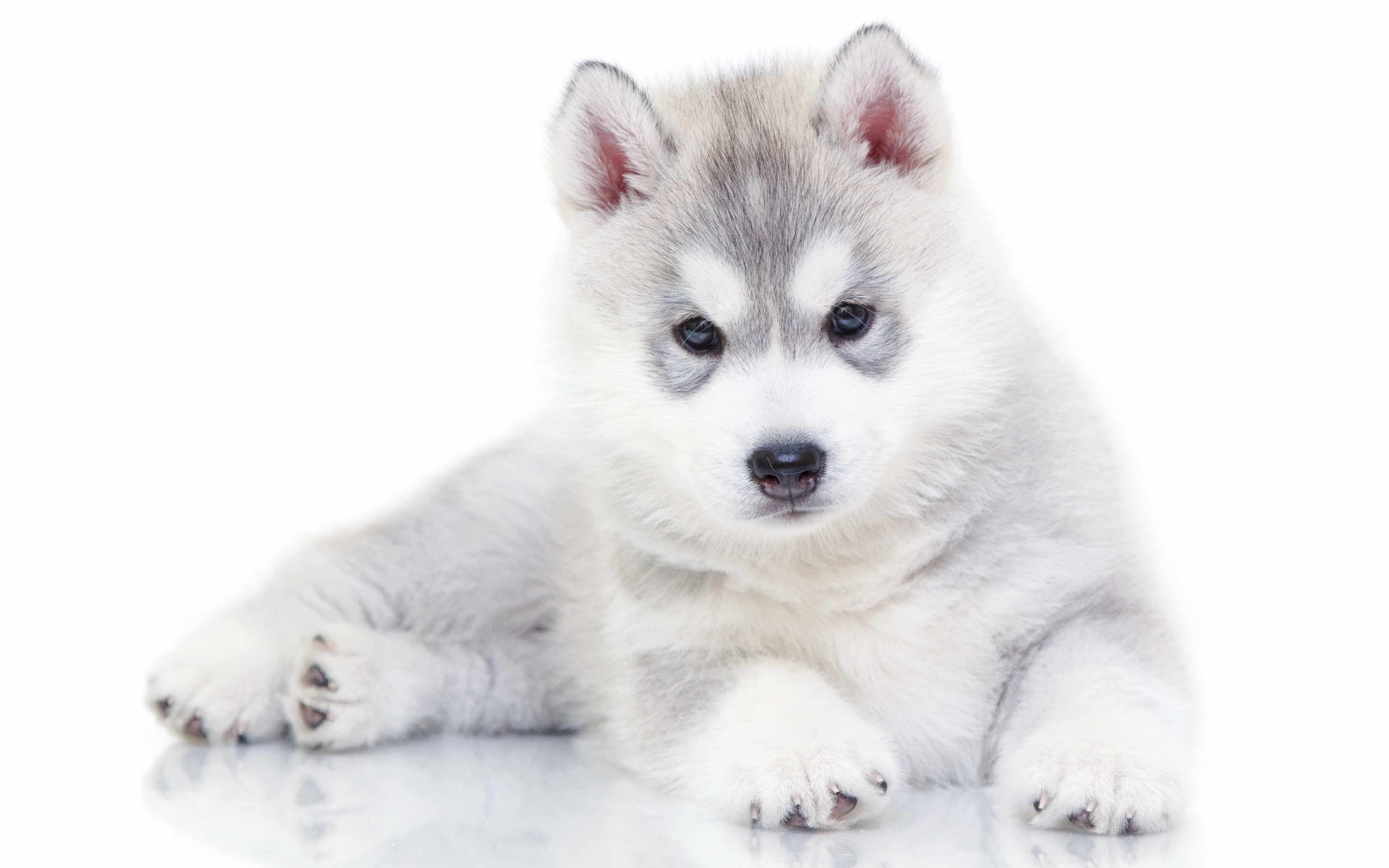 ダウンロード画像 4k ハスキー 子犬 犬 小さなハスキー かわいい動物たち シベリアンハスキー 画面の解像度 3840x2400 壁紙 デスクトップ上