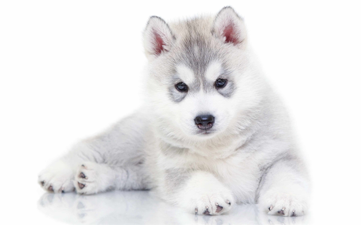 4k, husky, puppies, dogs, small husky, cute animals, Siberian Husky