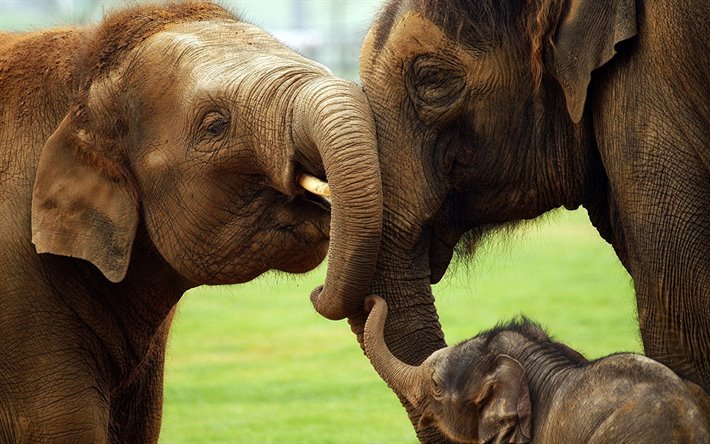 elefantes, Elefante africano, elefante fam&#237;lia, animais fofos, &#193;frica, animais selvagens