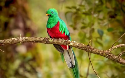 Quetzal splendente, bokeh, fauna selvatica, uccelli esotici, uccelli colorati, Pharomachrus mocinno