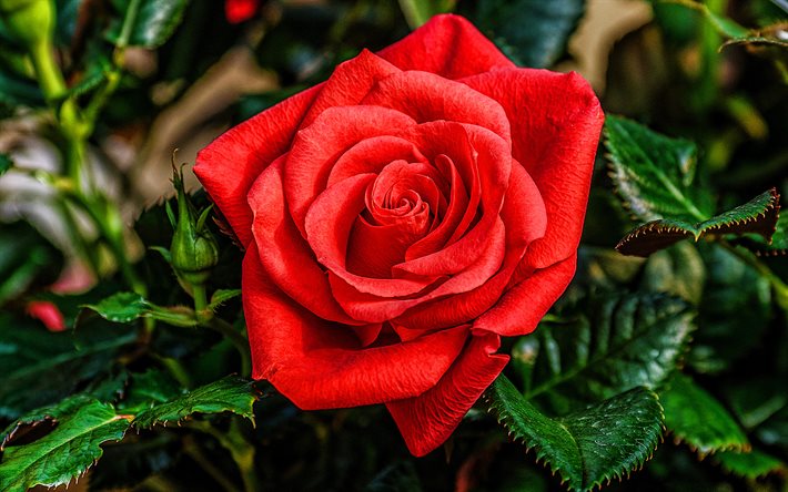 rosa vermelha, macro, flores vermelhas, lindas flores, bokeh, bot&#245;es vermelhos, rosas