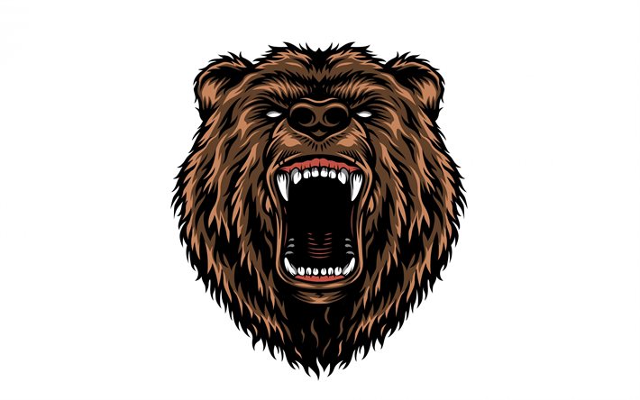 Download wallpapers Brown bear, art, bear face, predator, wildlife, bears,  white background for desktop free. Pictures for desktop free