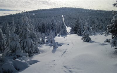 forest, winter, snow, snowy forest, winter landscape
