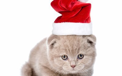 gray cat, santa, christmas, cute animals, kitten