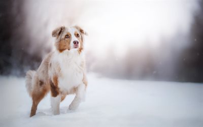 Australian Shepherd Dog, Pets, Winter, Dog, Snow, Aussie