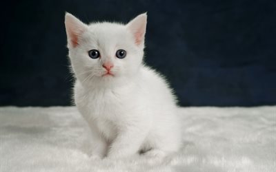 little white kitten, cute animals, fluffy cat, pets