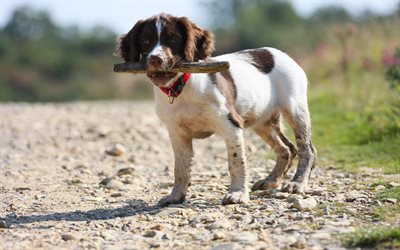 Welsh Springer Spaniel, 4k, pets, dogs, hunting dog, spaniel
