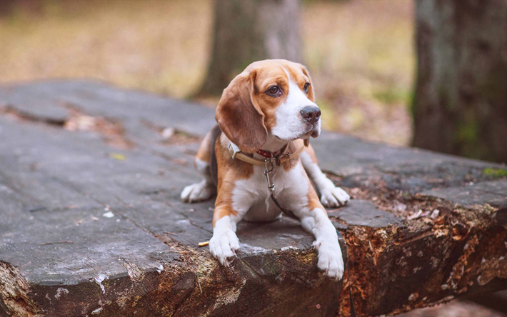 beagle, braun, hund, 4k, wald, kleinen hund, haustiere