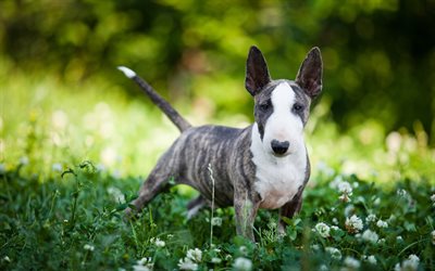 Bull Terrier, puppy, pets, 4k, dogs, terriers